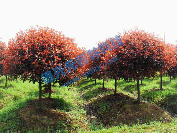 c鿴ԔϢ}t~ʯ骘 xΔ2556