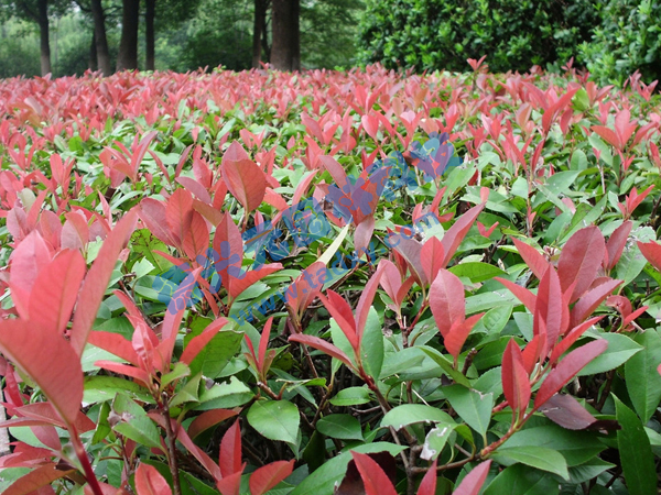 c鿴ԔϢ}t~ʯ xΔ2305